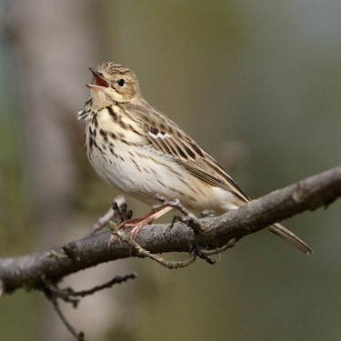 Tree Pipit. Graham Catley / BTO