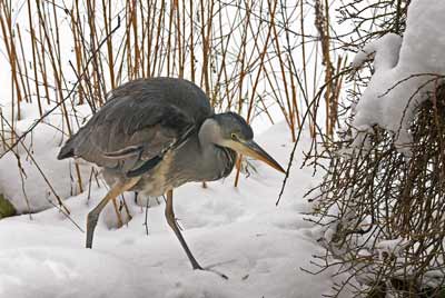 Heron by John Flowerday