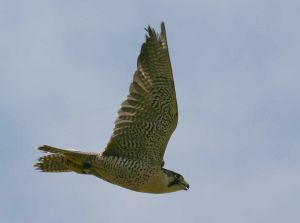 Peregrine by Jill Pakenham