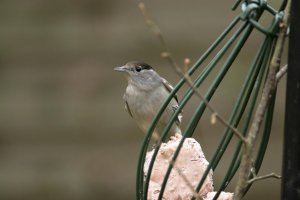 Blackcap. Photograph by Mark R Taylor