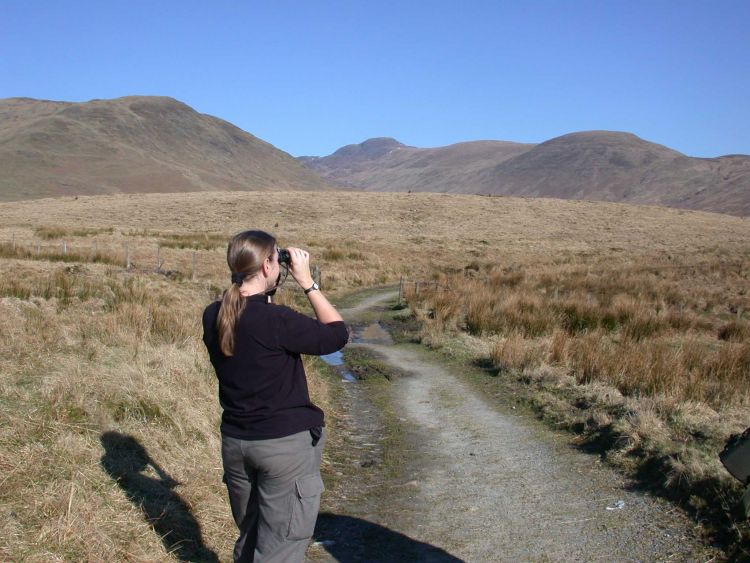 Birdwatcher by Dawn Balmer