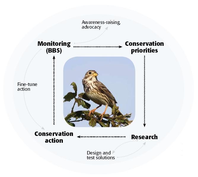 The conservation loop (Corn Bunting by Mark R Taylor)