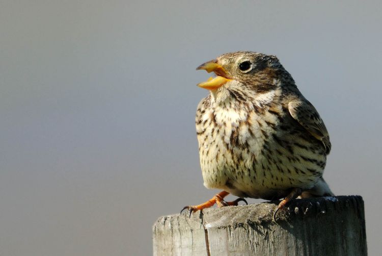 Corn Bunting by Amy Lewis