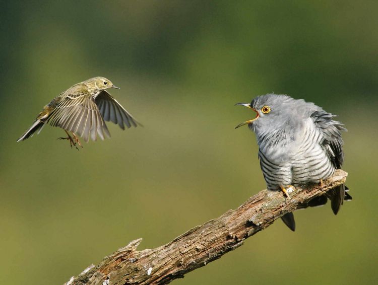 Cuckoo by Edmund Fellowes