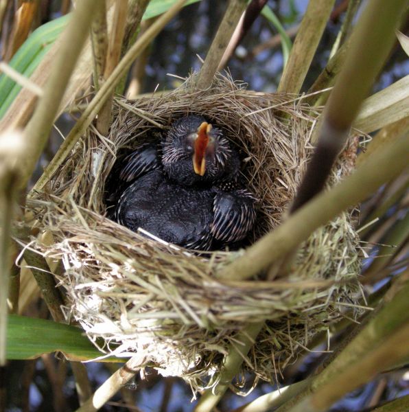 Cuckoo by Dave Leech