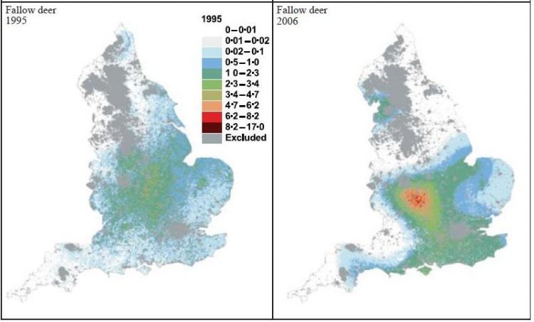 Fallow Deer maps