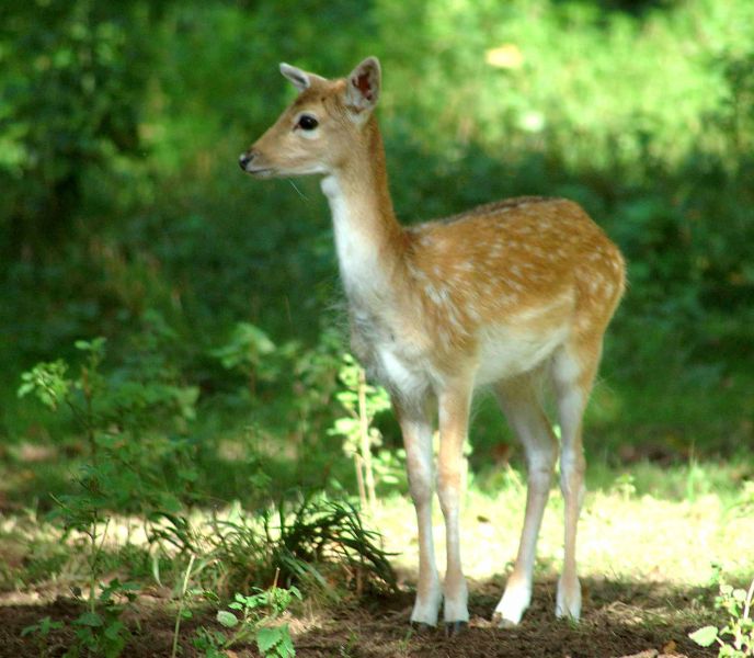 Fallow Deer by Neil Calbrade