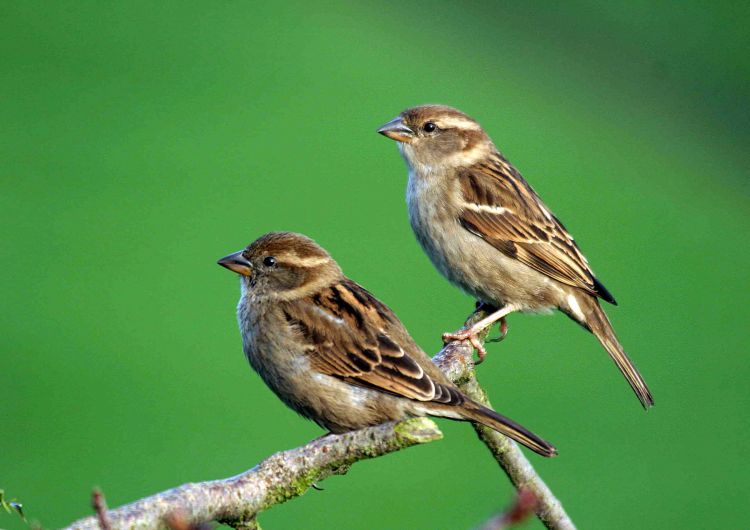 House Sparrows by John Harding