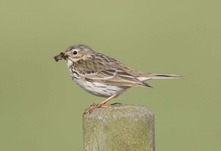 Meadow Pipit by Steve Gantlett