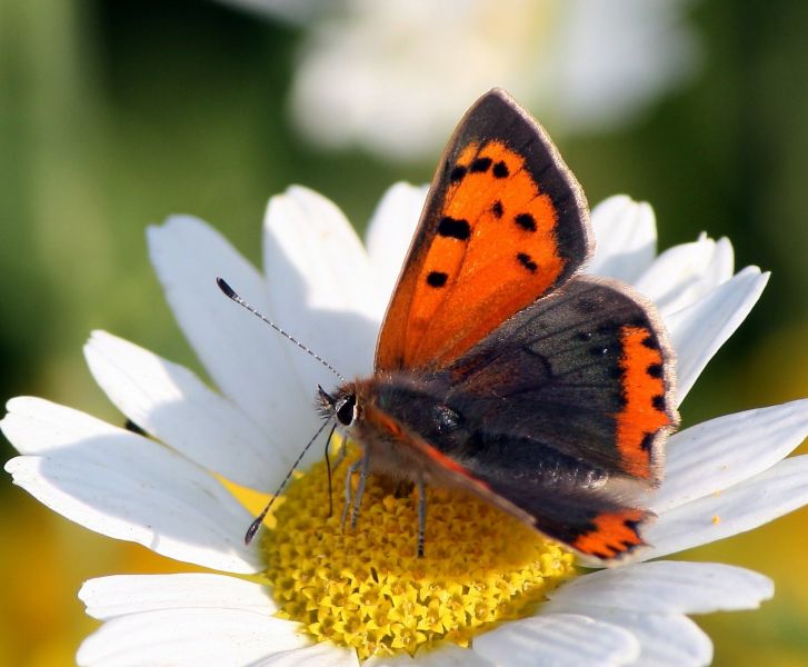 Small Copper by Dean Morley