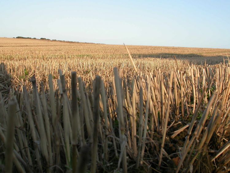 Stubble field by Dawn Balmer