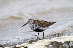 Dunlin. Photograph by John Harding.