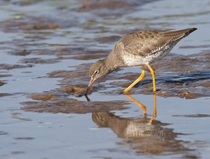 Redshank feeding in mud. Photograph by Allan Drewitt.