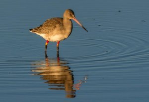 Colour ringed Black-tailed Godwit. Photograph by Ruth Walker