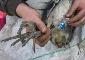 Engraved colour ring being fitted to a juvenile Grey Heron. Photograph by Ruth Walker.