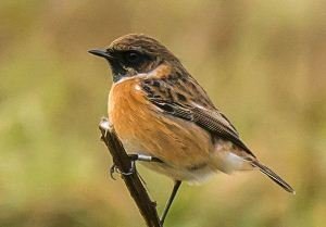 Ringed Stonechat. Photo by Ruth Walker.