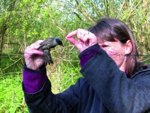 Extracting a bird from net.  Photo by Mark Grantham.