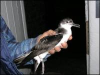 Manx Shearwater longevity