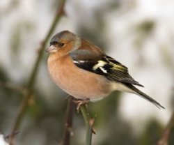 Chaffinch by Allan Drewitt