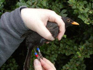 Colour-ringed Blackbird. Photograph by Jeff Kew