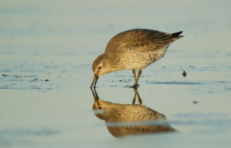 Knot by Neil Calbrade