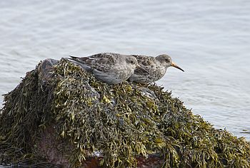 Purple Sandpipers by Dave Wragg