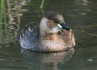 Little Grebe by Jill Pakenham