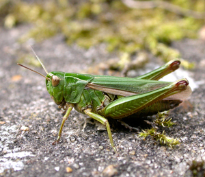 Common Green Grasshoppper by Mike Toms