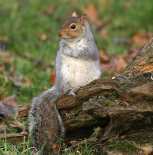 Grey Squirrel by John Harding