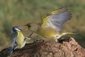 Greenfinch and Blue Tit by Jill Pakenham