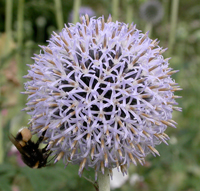 Echinops with visiting bee