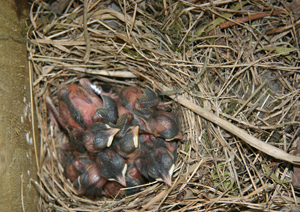 Young Pied Flycatchers by Mike Toms