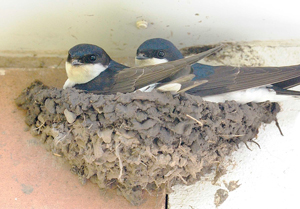 House Martins taking a break from nest building, by Doug Welch