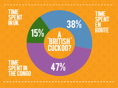 Is Chris a British Cuckoo? He spends 47% of his time in the Congo jungle