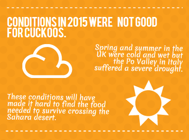 Conditions in 2015 were not good for Cuckoos