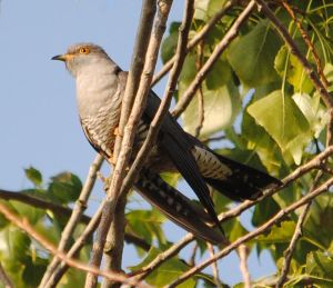 Follow a Cuckoo as it journeys to Africa - photo by Amy Lewis