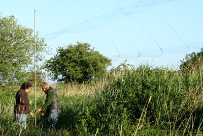 Putting up a mist net