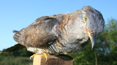 Stuffed female cuckoo