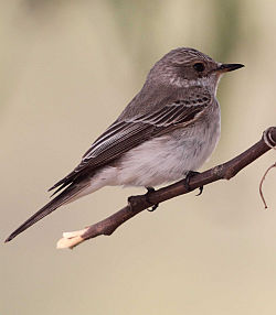 Spotted Flycatcher by Mark R Taylor