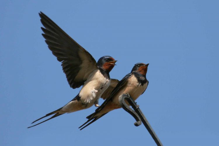 Swallows (Jill Pakenham)