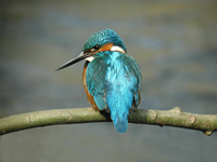 Kingfisher by John Harding