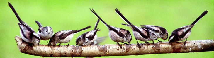 Long-tailed Tit by Dick Jeeves