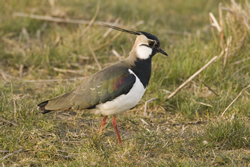 Lapwing by Chris Mills