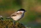 Marsh Tit by Jill Pakenham