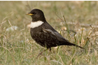 Ring Ouzel by Chris Mills