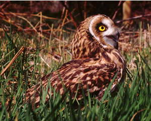 Short-eared Owl by Edward Charles Photography