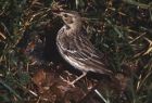 Tree Pipit by John Bowers