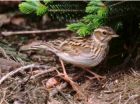 Woodlark by Derek Belsey