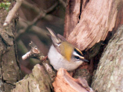 Firecrest by Neil Calbrade