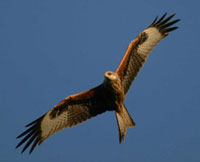 Red Kite by Jill Pakenham